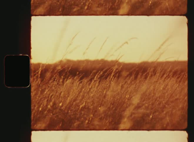 Dried grass reeds blowing back and forth as they move and sway in the wind or mild breeze while the warm evening sun shines onto the fields of gold