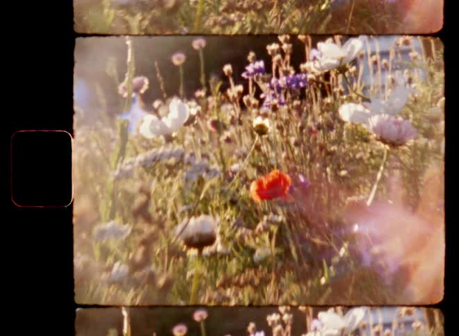 Handheld dynamic 8mm film stock of a colorful wild flower meadow in bright sunshine in the evening on a sunny summer day with lens flare
