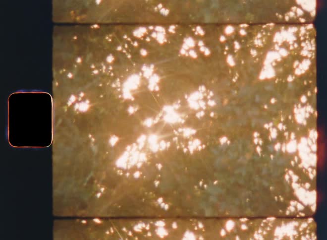 Bright sunlight shines through the leaves of a tree that are moving or swaying in the wind or breeze as the vibrant light breaks through the foliage creating abstract lens flares and contrast on vintage Super 8mm film with nostalgic vibe
