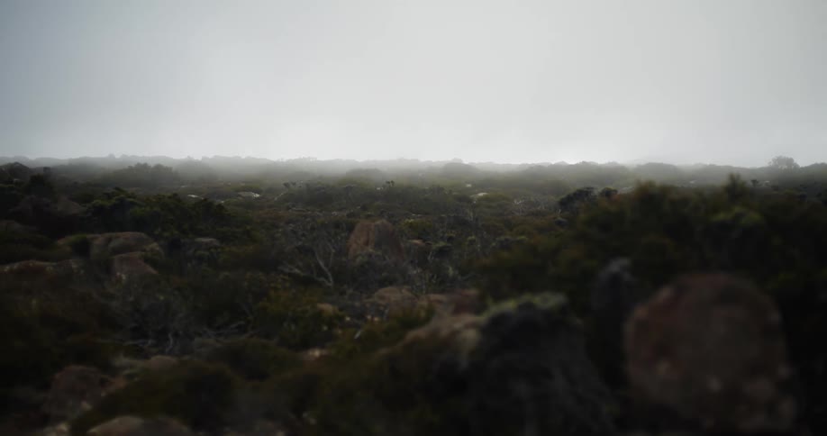 Fog is covering the landscape area during spring