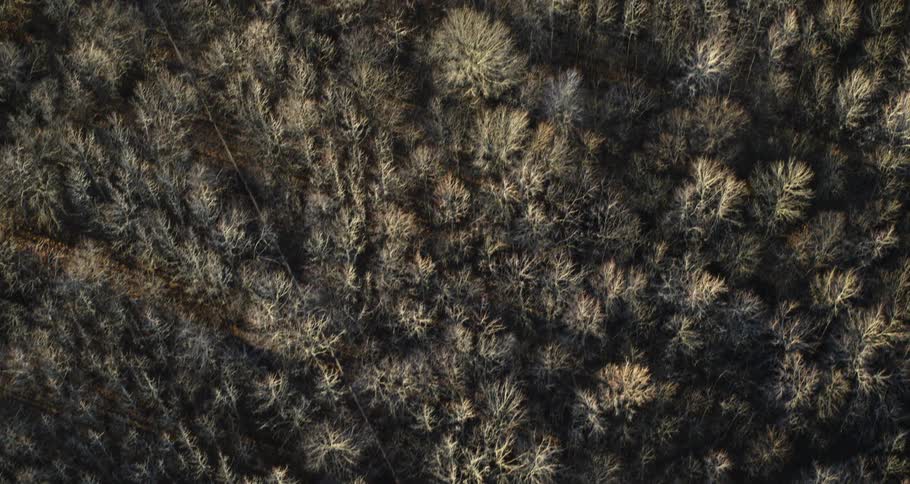 Aerial view of dense forest in winter