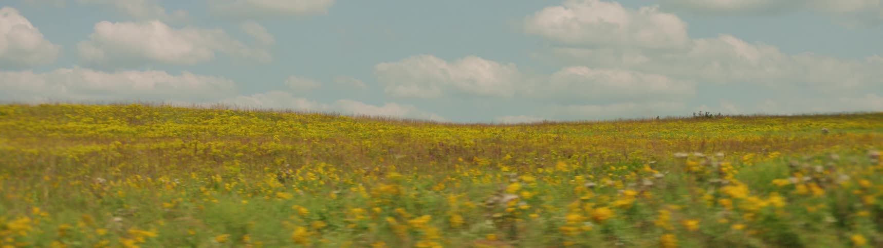 Grass and wildflowers in a meadow on a summer day