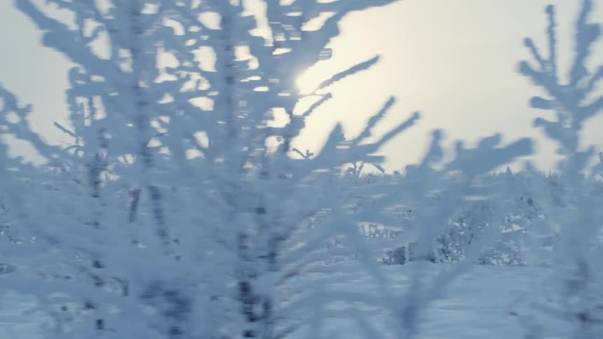 Frost covered trees besides a lake