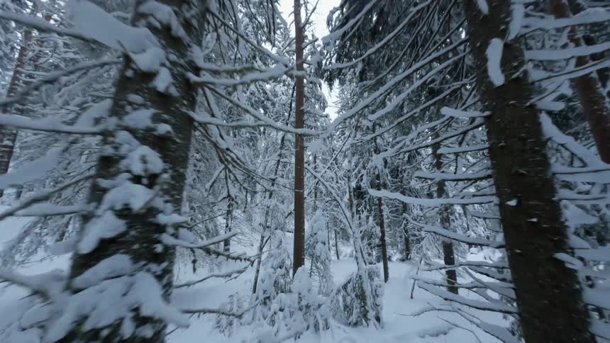Moving through the snow covered trees on a forest at winter