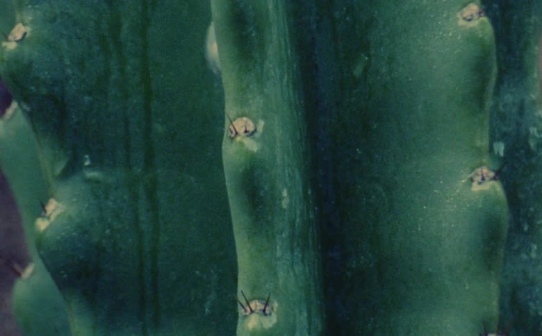 Close up of the thorns on a cactus caught on vintage film