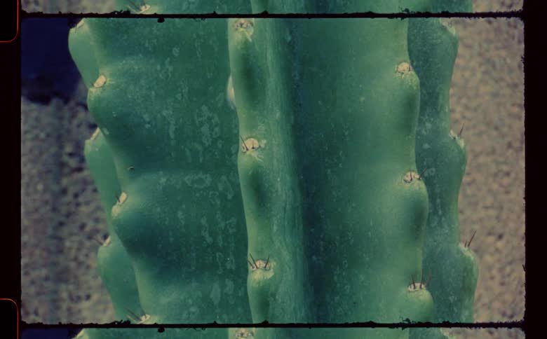 Rain falls on a cactus in the desert