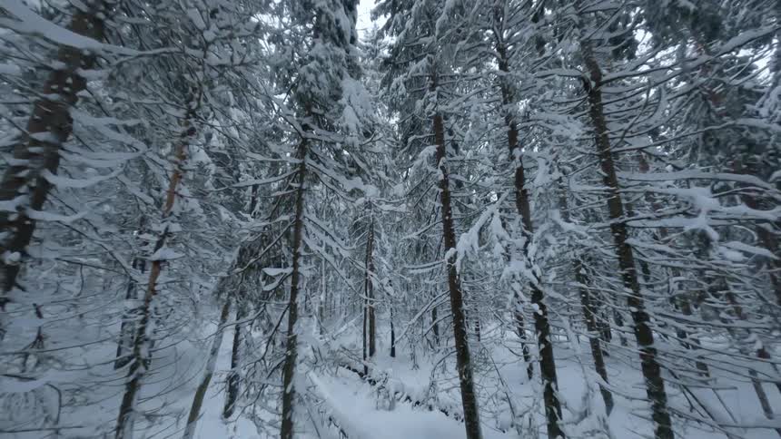 Snow and ice cover barren trees in the woods