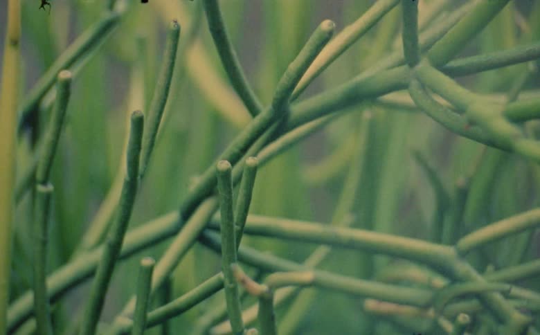 Close up of the pencil cactus