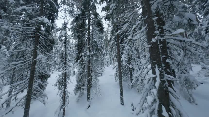 A snow covered forest of pine trees