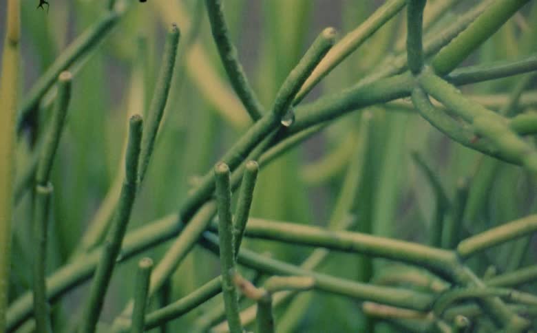 Water is sprayed on cut plant stems