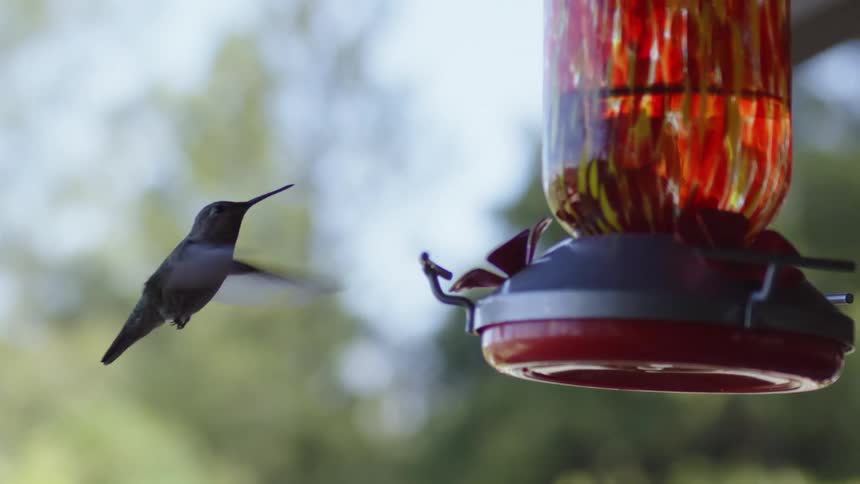 Slow motion footage of a hummingbird flying near a feeder hanging outdoors