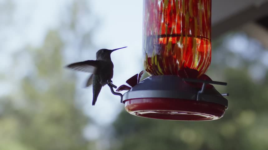 A hummingbird sits on a feeder outside