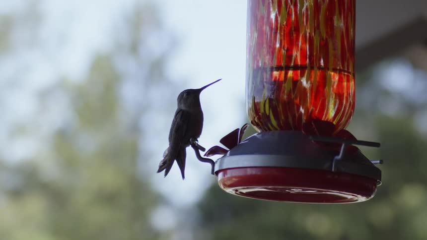 Slow motion footage of a hummingbird flying near a feeder hanging outdoors