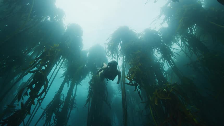 A woman wearing find and a mask swims through a kelp forest