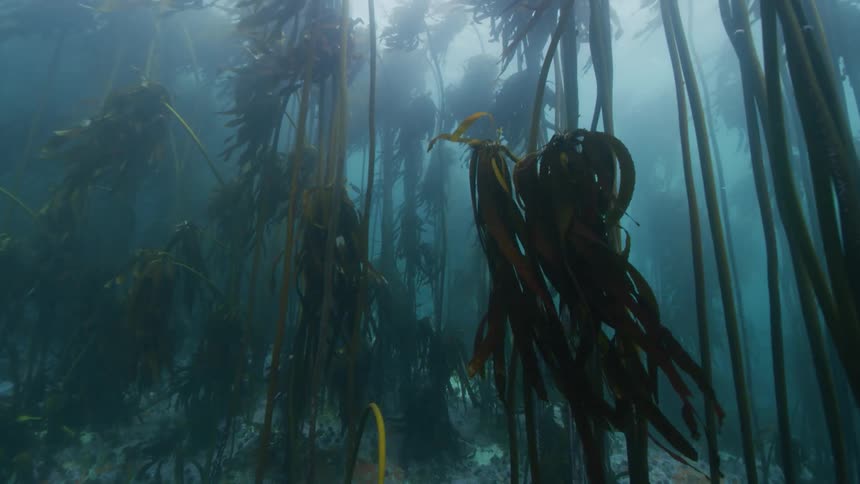 Underwater kelp forest cape town