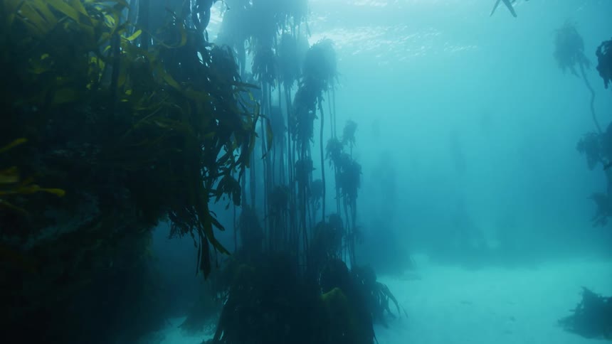 Slow motion underwater footage moving through a kelp forest in the ocean