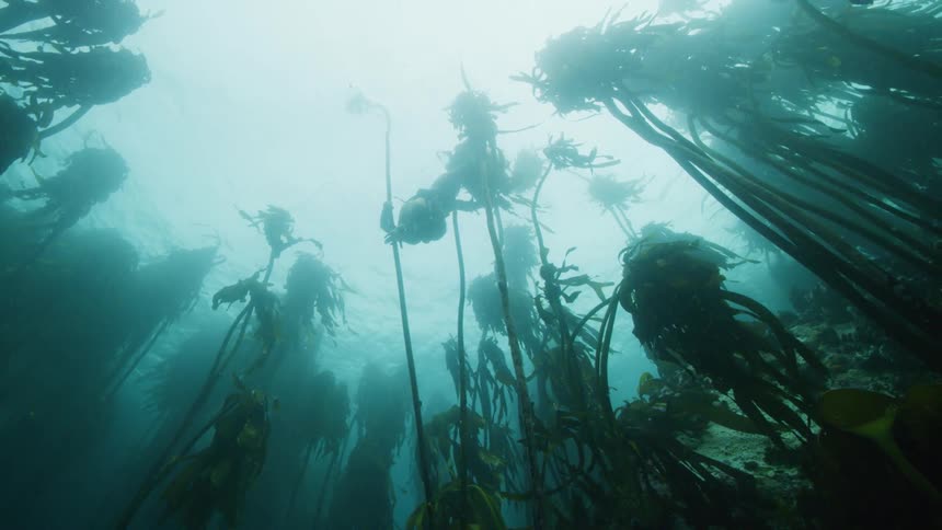 A woman is scuba diving in the ocean water