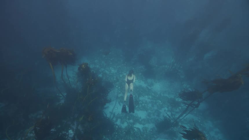 Slow motion underwater footage of a woman swimming through a kelp forest in the ocean
