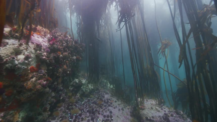 Slow motion underwater footage moving through a kelp forest in the ocean