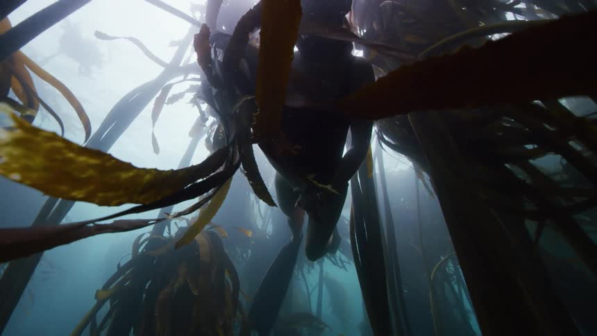 A female is swimming under the ocean sea
