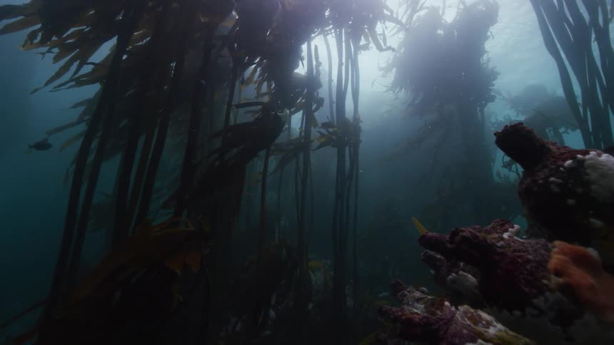 Underwater kelp forest cape town