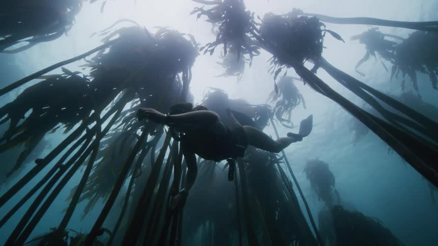 A woman wearing a snorkel and diving fins is swimming through a kelp forest