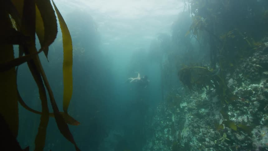 Under water footage of a woman swimming with fish in the ocean