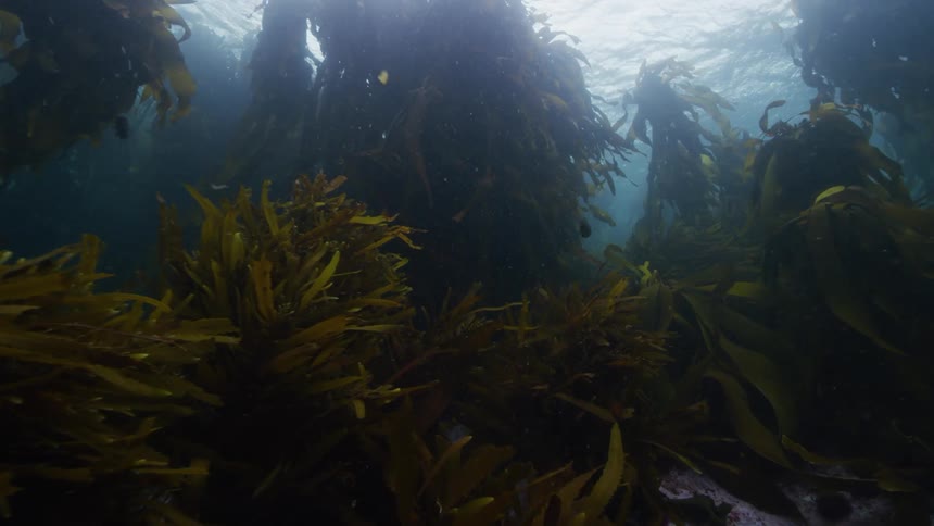 Seaweed on the bottom of the ocean floor and fish swimming through it