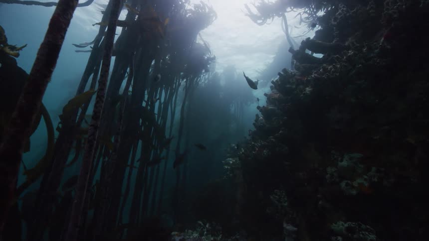 Underwater showing of a coral and kelp