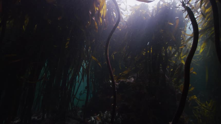 Tall kelp is lined underwater