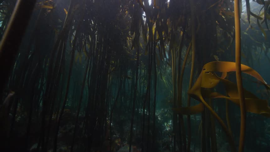 Tall seaweed underwater