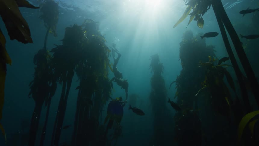 A person is diving underwater