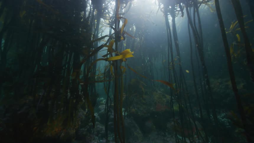 The view of sea life in the ocean is displayed