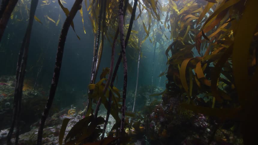 Underwater vegetation moves along the seabed as fish swim through a kelp forest and sunlight shines from above