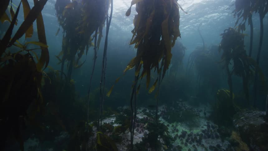 Underwater kelp forest cape town