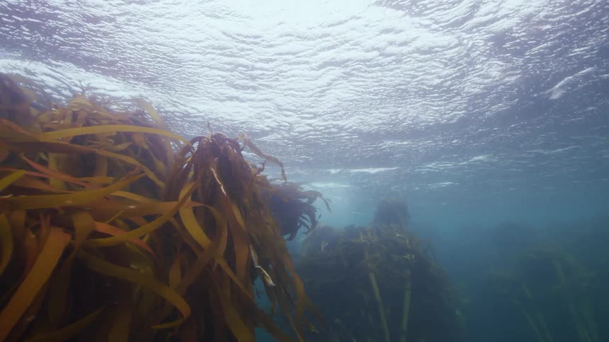 Sunlight shines through waves onto kelp beds growing in murky water
