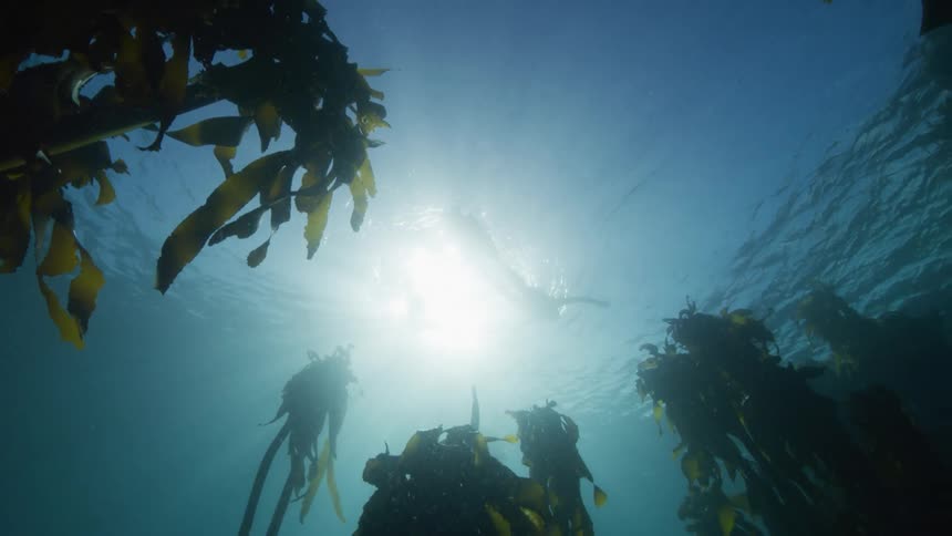 Person is silhouetted against the sun as they swim underwater over a kelp bed