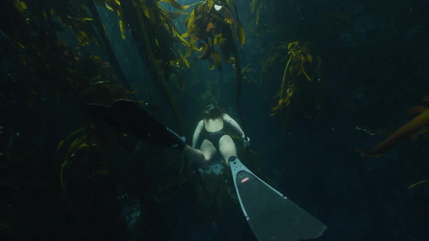 A woman wearing diving fins is swimming among underwater vegetation through a kelp forest as she hold on to the plants with her hands