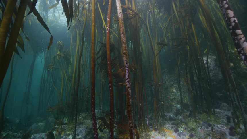 A view of vegetation on the ocean floor is displayed