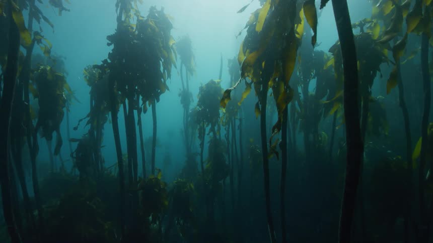 Underwater kelp forest cape town