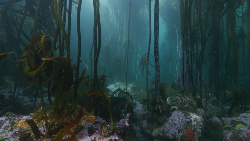 An underwater scene of seaweed and rocks is shown moving forward through the water at a slow pace