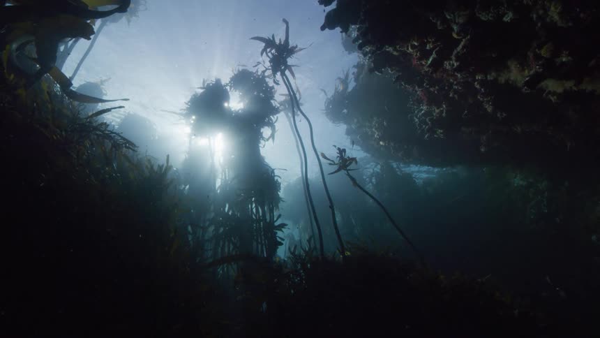 A view up at the sun from an underwater sea forest