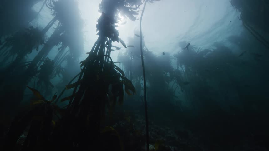 Underwater kelp forest cape town