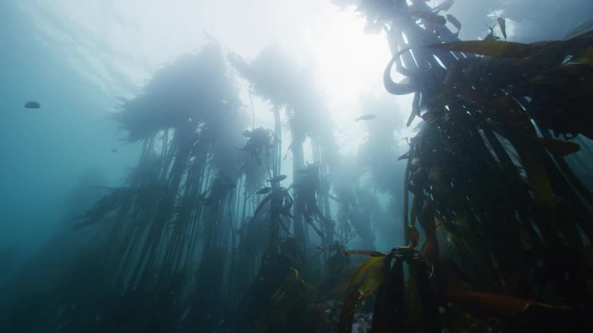 Fish swim through a kelp forest as the sun shines brightly above the surface