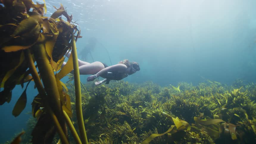 A freediver swims above the ocean floor past large kelp