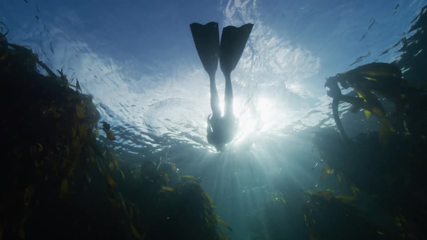 Silhouette of a female free-diver swiming on the surface in a kelp forest