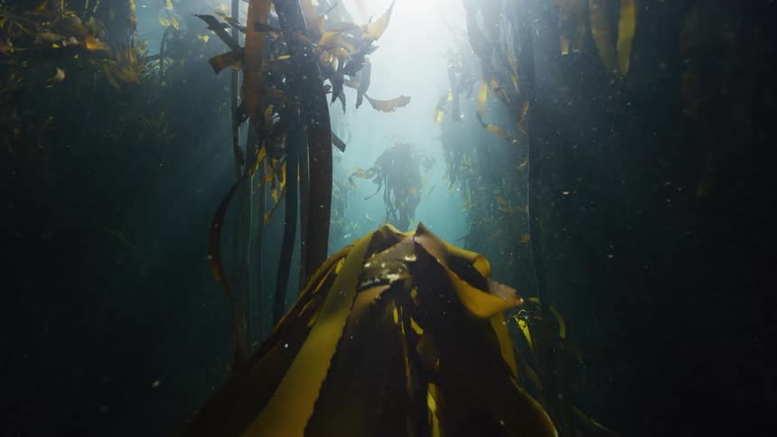Sun rays shine through a kelp forest underwater