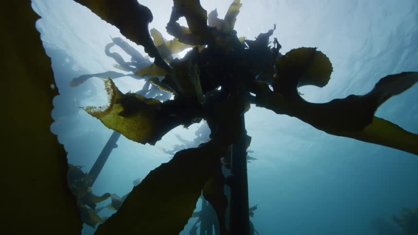 A underwater shot of tall seaweed plants with sunlight penetrating the surface of the water