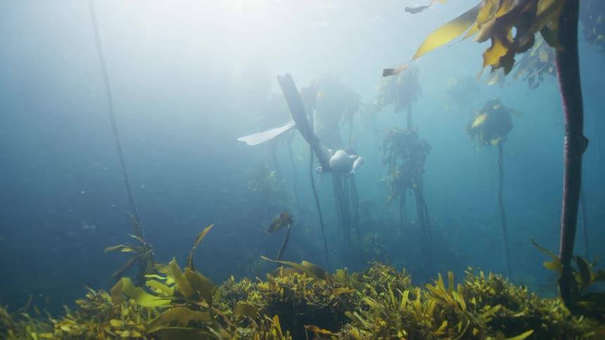 A woman swims past kelp near the ocean floor