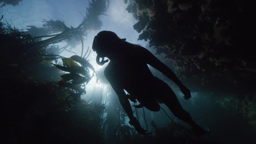 A woman dives overhead in a kelp forest